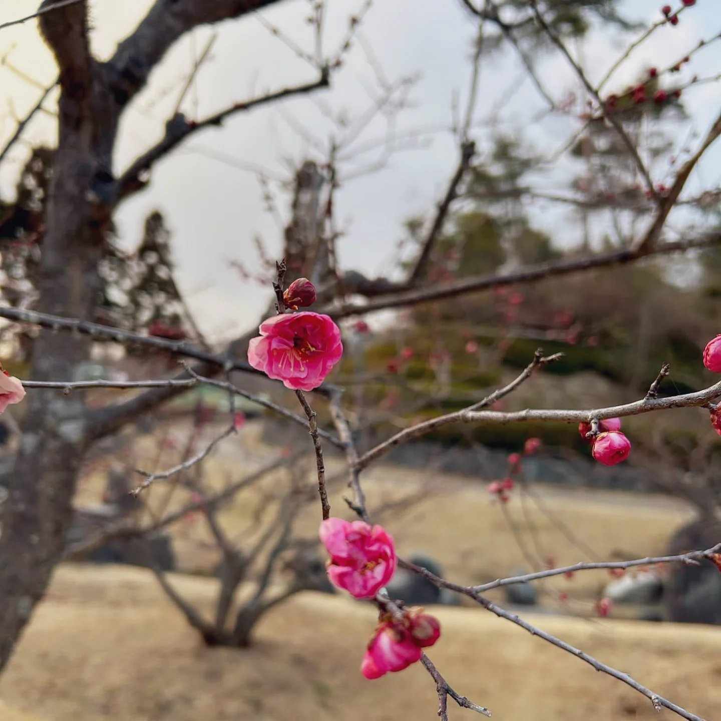 Plum Blossom